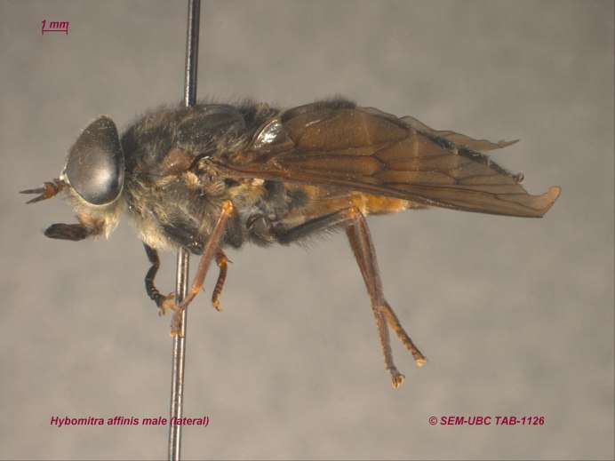 Слепни Haematopota