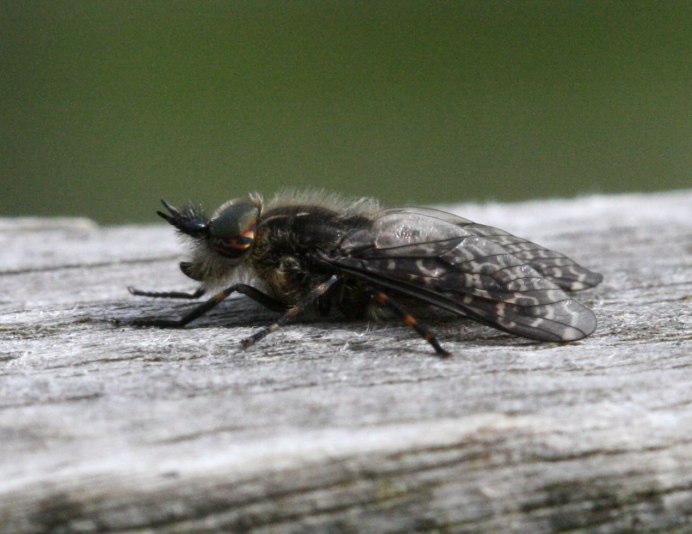 Tabanus lineola