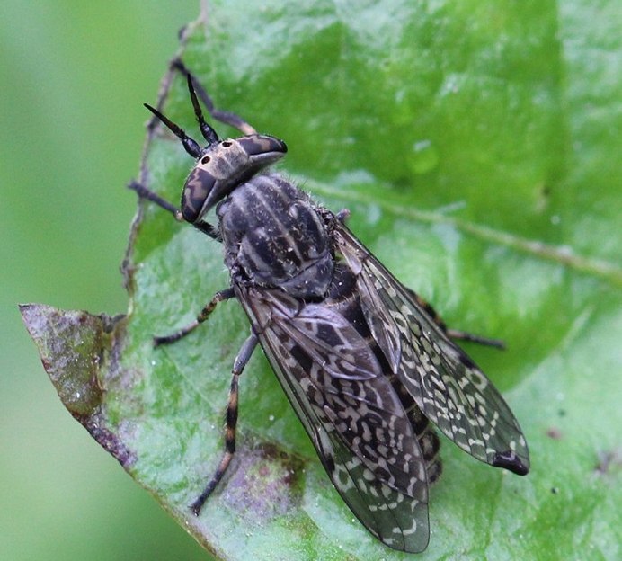 Дождевка обыкновенная Haematopota Pluvialis