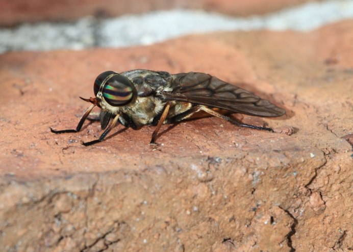 Слепень Tabanus