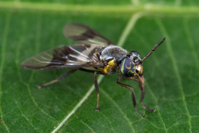 Слепень Tabanus