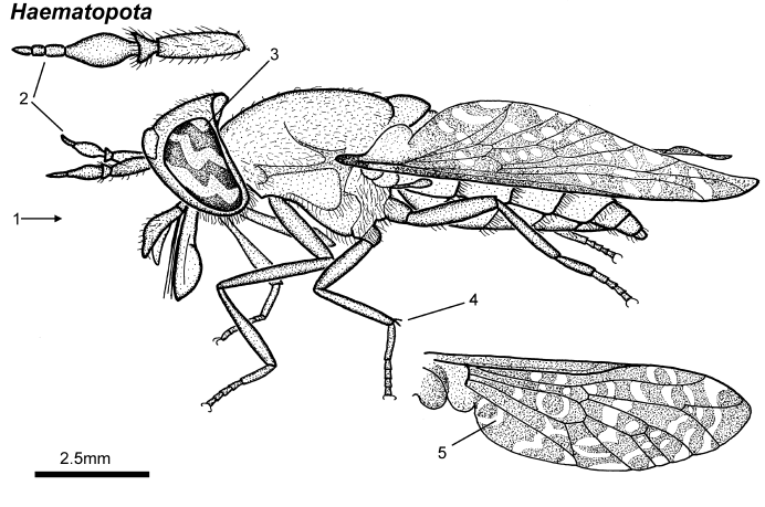 Haematopota Pluvialis