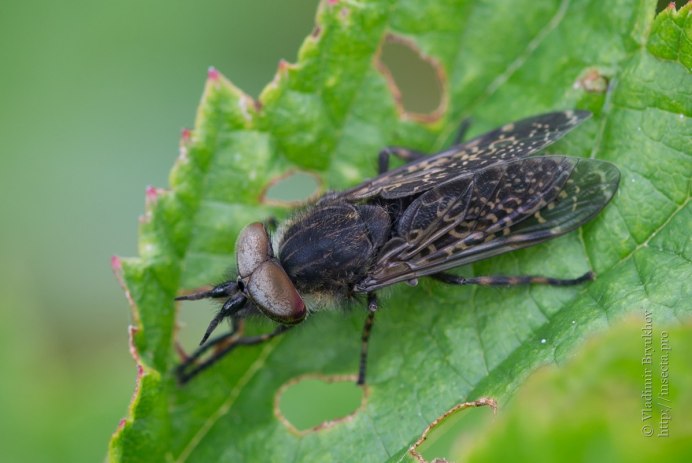 Дождевка обыкновенная Haematopota Pluvialis