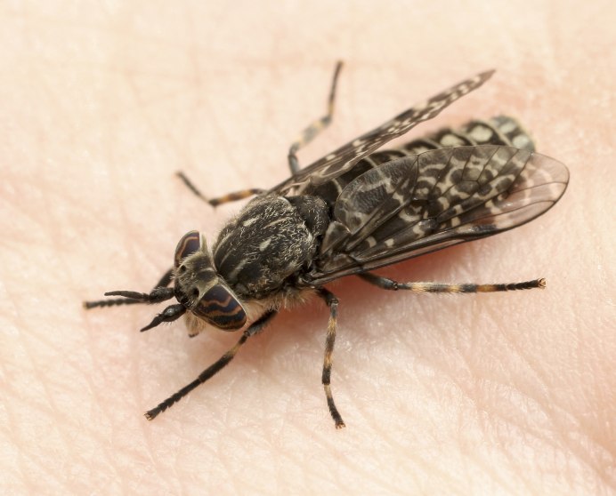Mouthparts Tabanidae