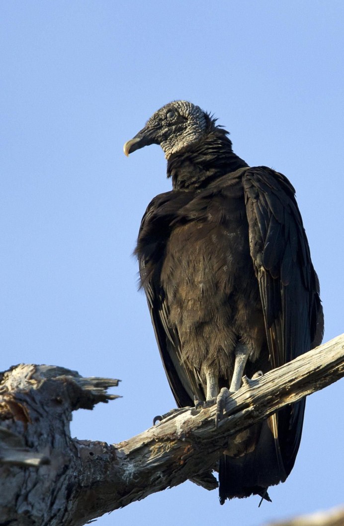 Черный гриф Aegypius monachus (l.)