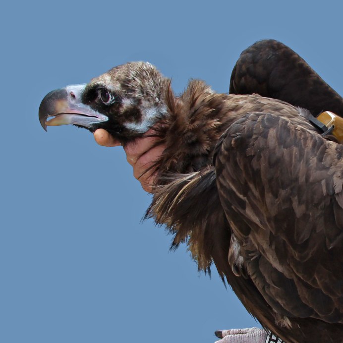 Black Vulture