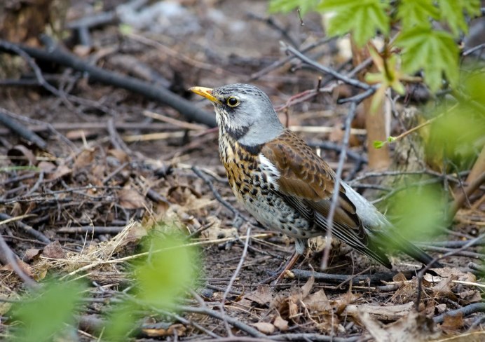 Дрозд рябинник Fieldfare turdus pilaris