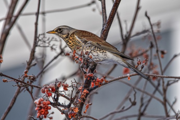 Дрозд рябинник Fieldfare turdus pilaris