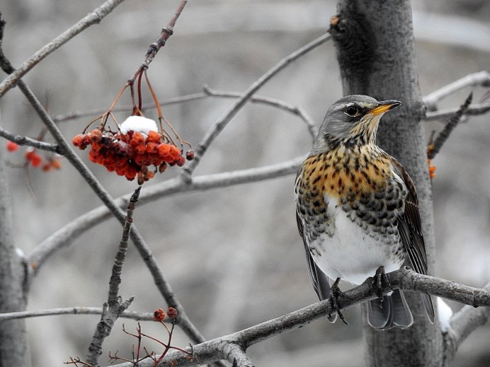 Turdus hortulorum