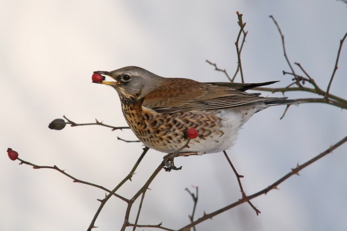 Рябинник (turdus pilaris