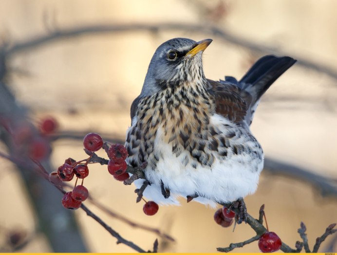 Дрозд-рябинник (turdus pilaris)