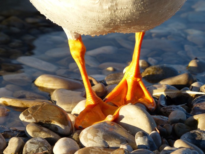 Лапы водоплавающих птиц