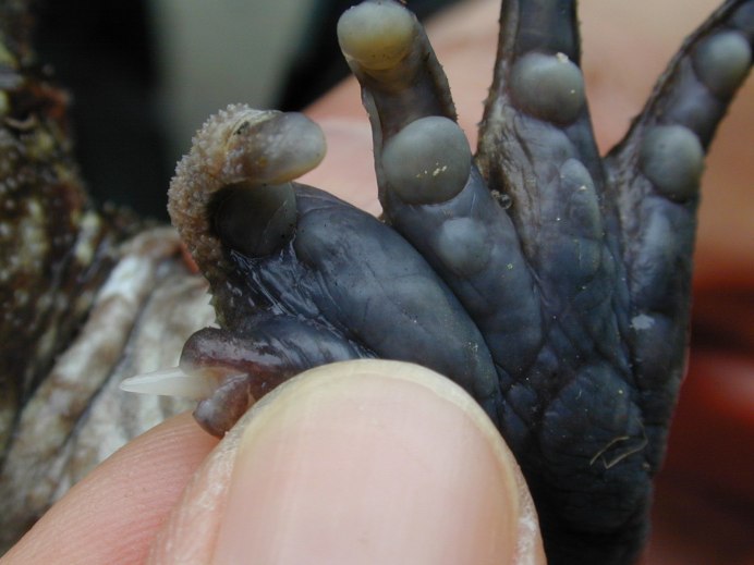 Trichobatrachus robustus