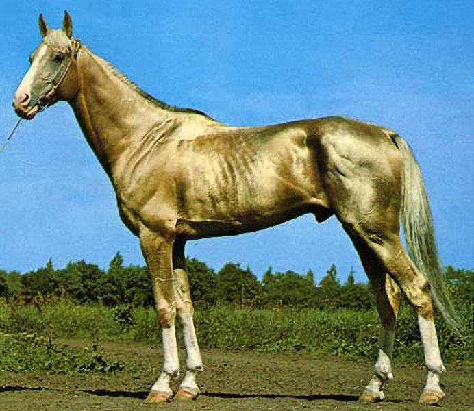 Пегий ахалтекинец