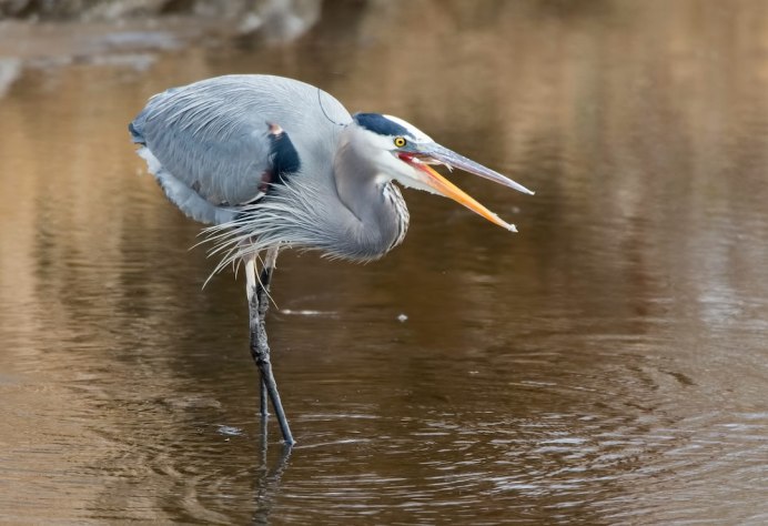 Птица Ardea cinerea