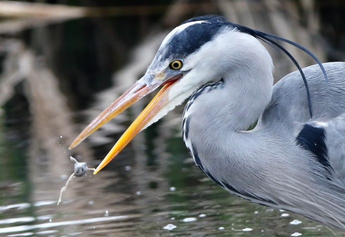 Ardea herodias
