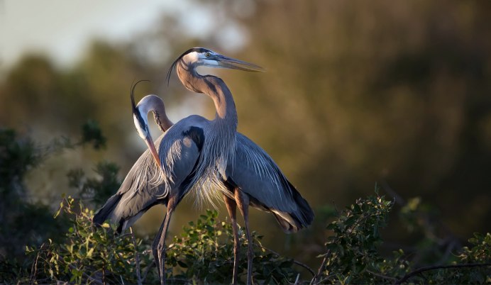 Grey Heron
