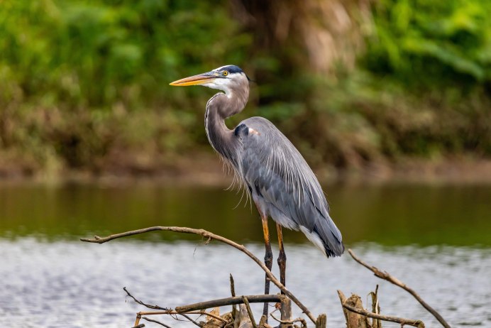 Great Blue Heron (Ardea herodias)