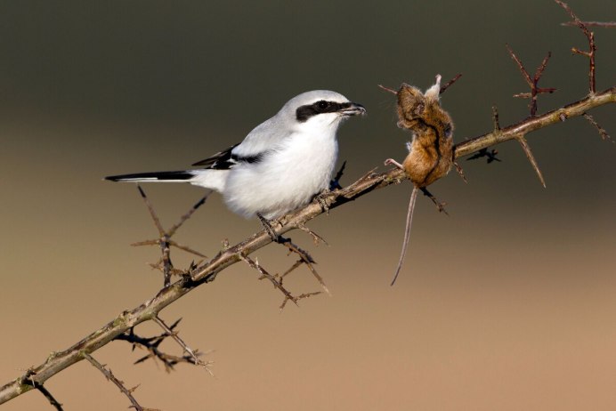 Разноклювая гуйя (Heterolocha acutirostris)
