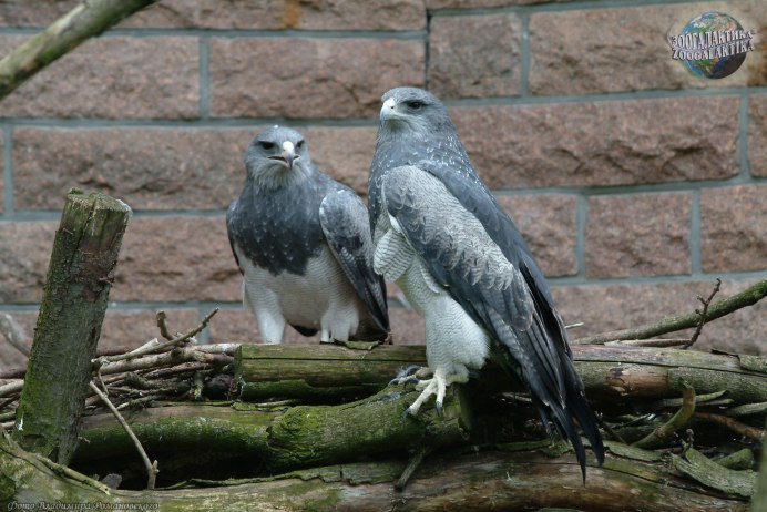 Geranoaetus melanoleucus
