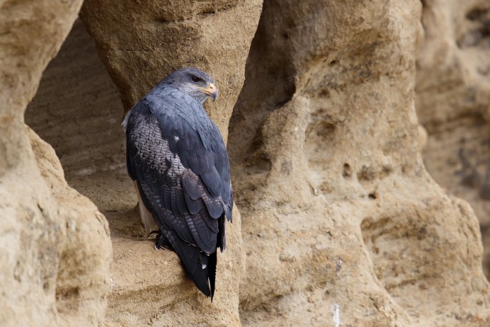 Агуйа (лат. Geranoaetus melanoleucus)