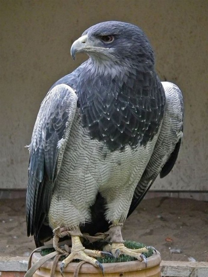 Geranoaetus melanoleucus