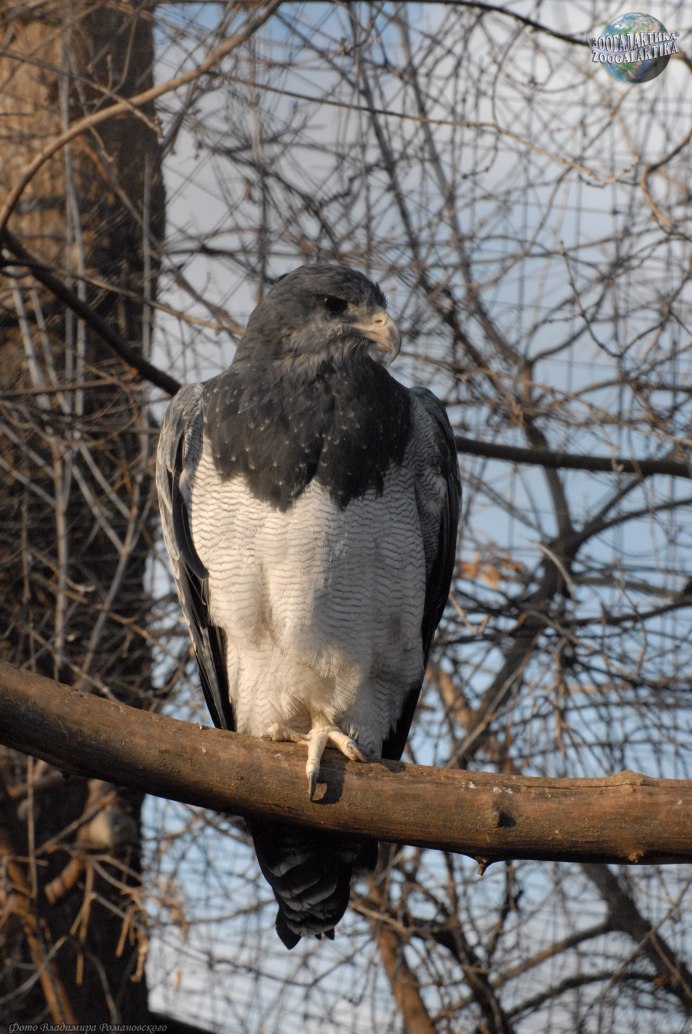 Geranoaetus melanoleucus