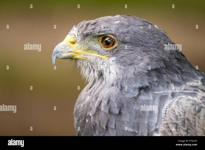 Grey Eagle