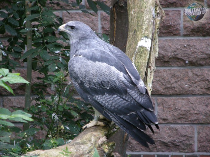 Агуйа (лат. Geranoaetus melanoleucus)