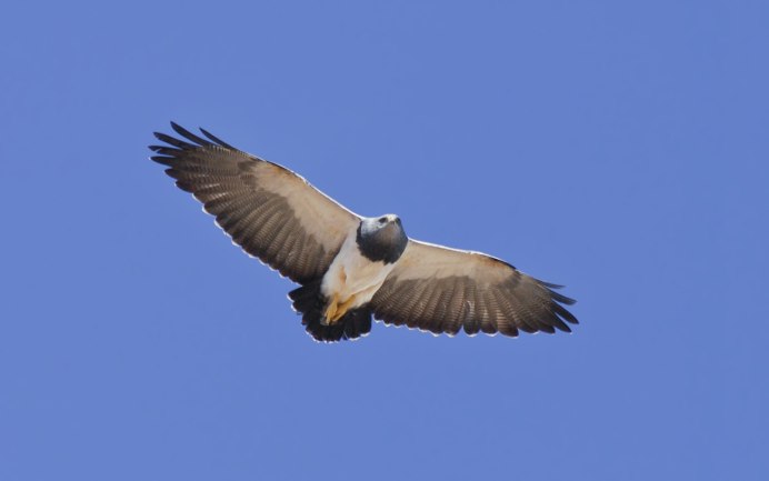 Агуйа (лат. Geranoaetus melanoleucus)