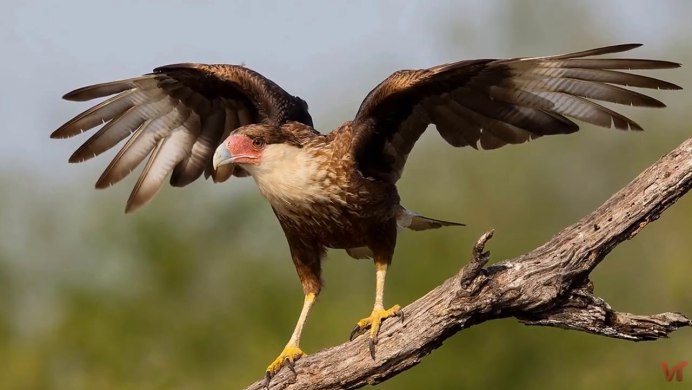 Blue Buzzard