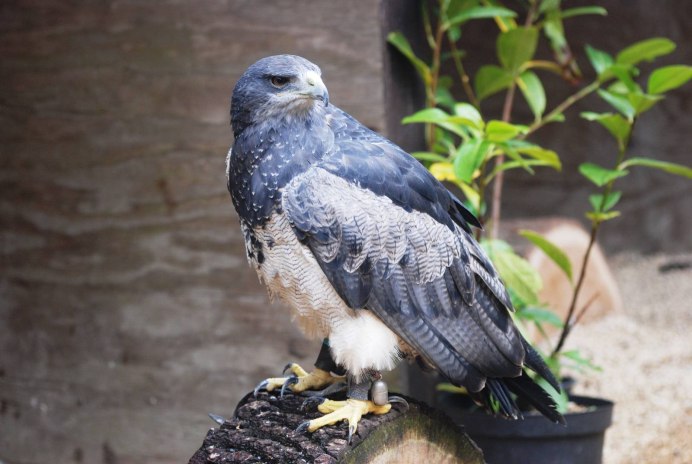 Black-chested Buzzard-Eagle