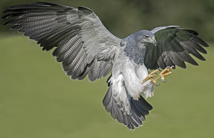 Buteogallus meridionalis