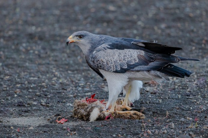 Geranoaetus melanoleucus
