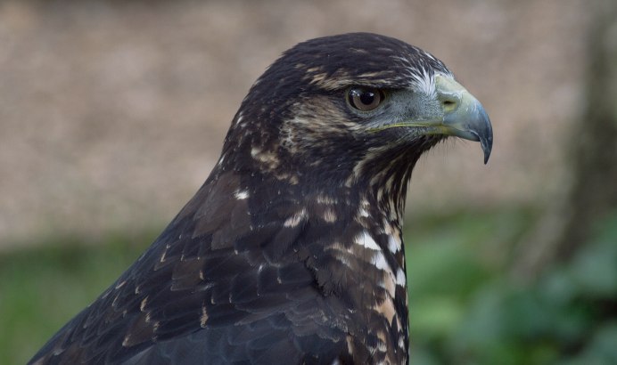 Geranoaetus melanoleucus