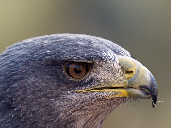 Galapagos Hawk