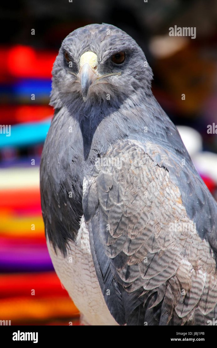 Black-chested Buzzard-Eagle