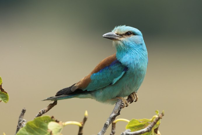 Обыкновенная сизоворонка Coracias garrulus