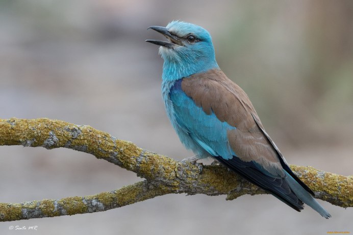 Coracias garrulus