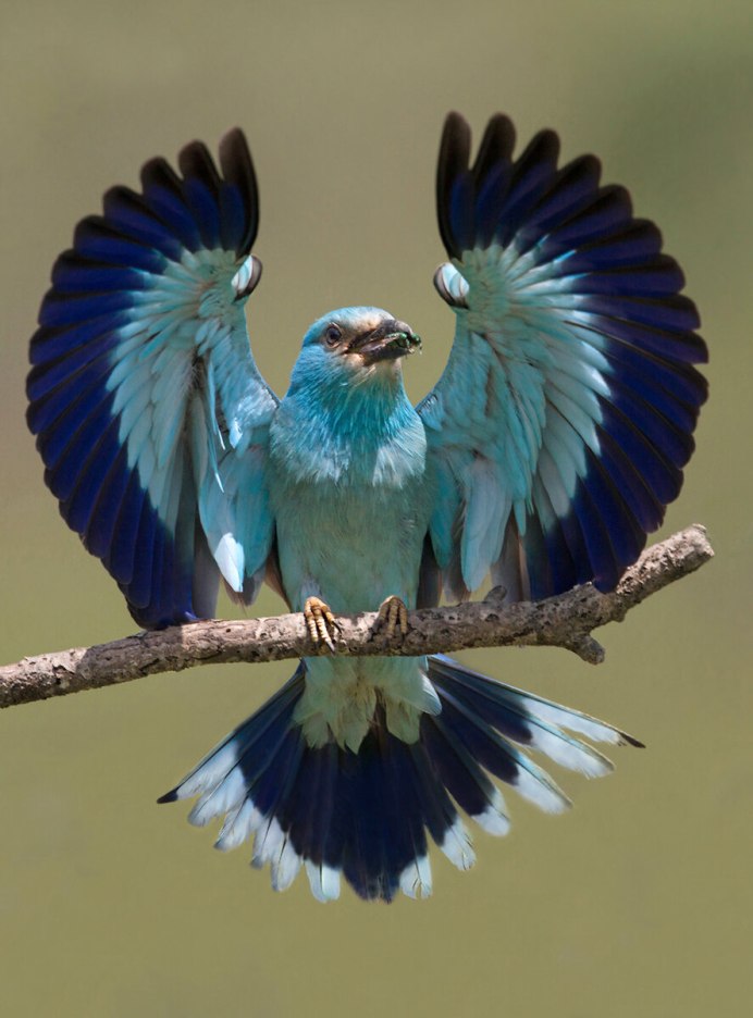 Сизоворонка Coracias garrulus гнездо