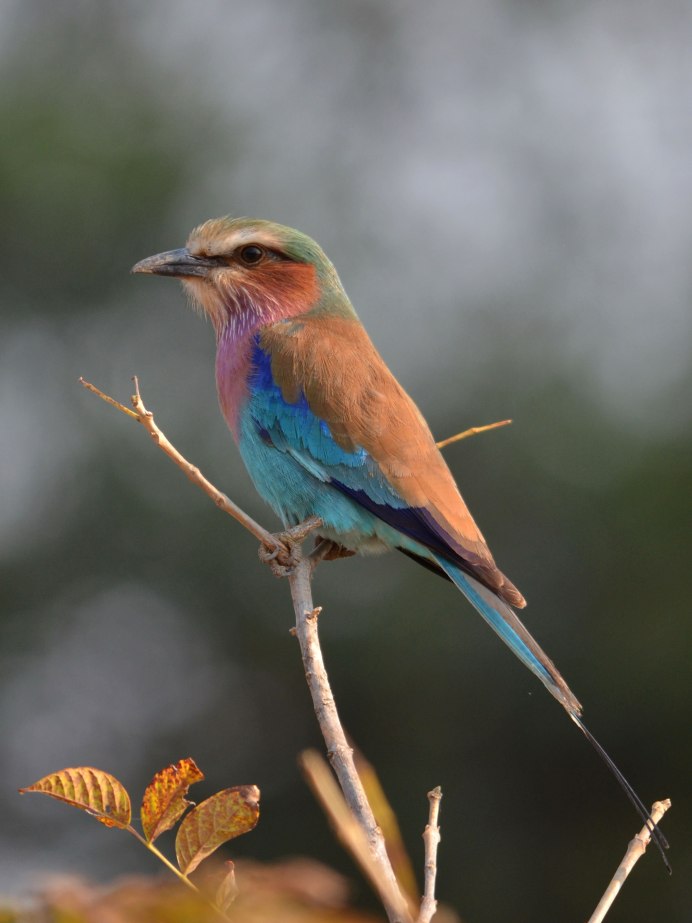 Обыкновенная сизоворонка Coracias garrulus