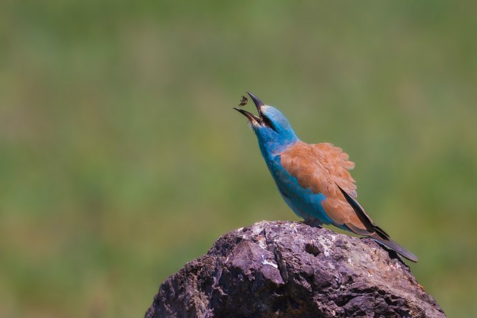 Сизоворонка Coracias garrulus гнездо