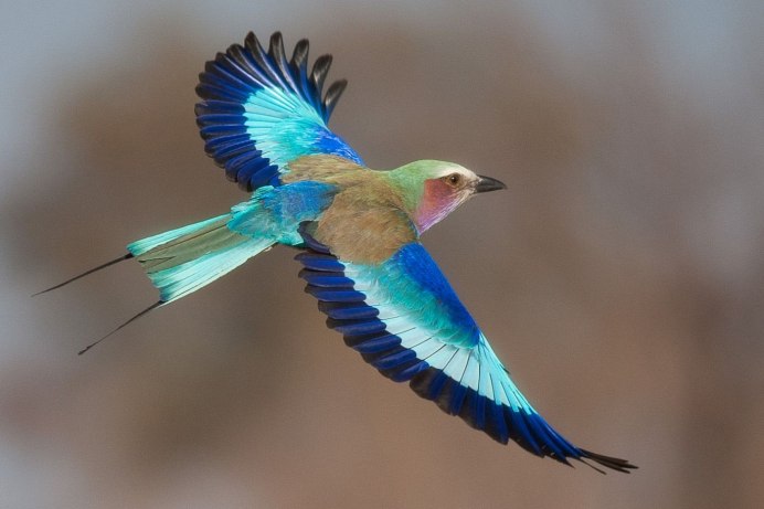 Coracias garrulus