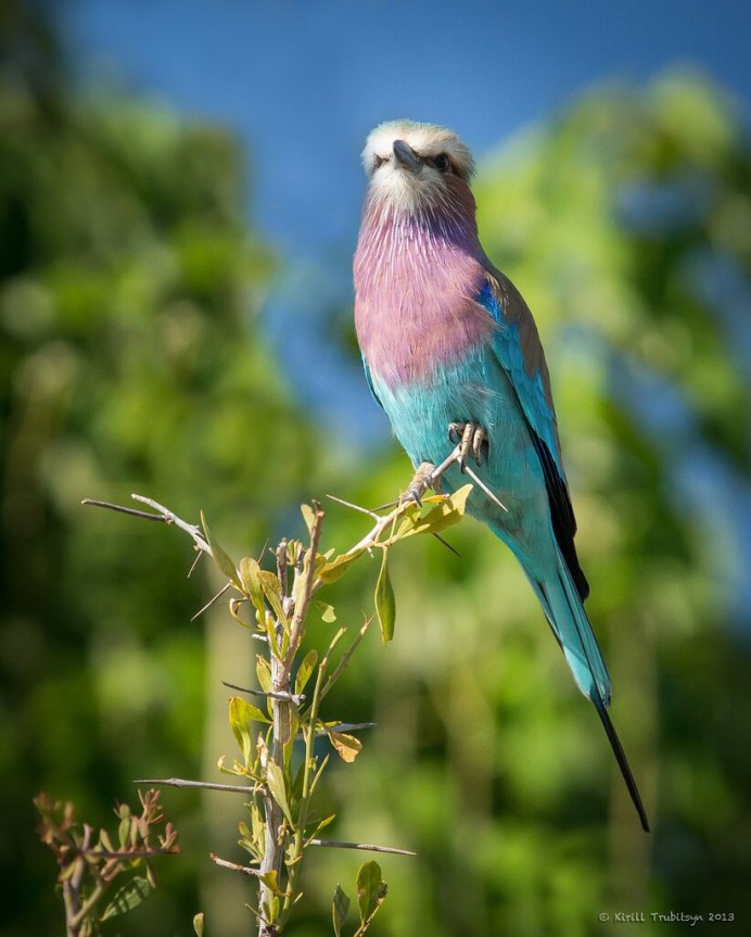 Обыкновенная сизоворонка Coracias garrulus