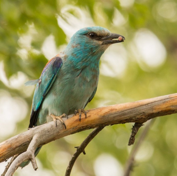 Сизоворонка Coracias garrulus