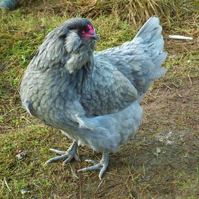 Кохинхины куры