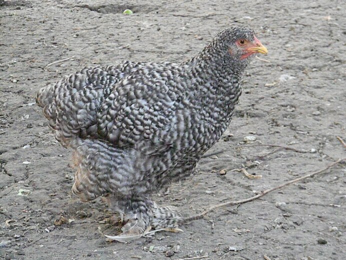 Араукана и Амераукана