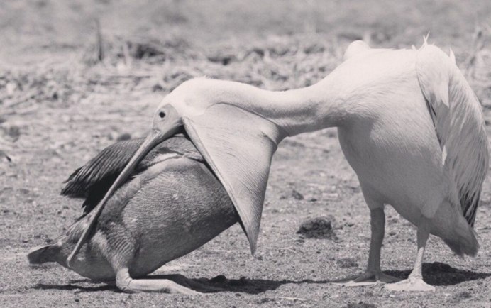 Birds eating
