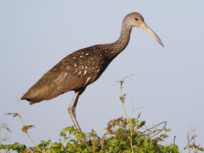 Сойка garrulus glandarius