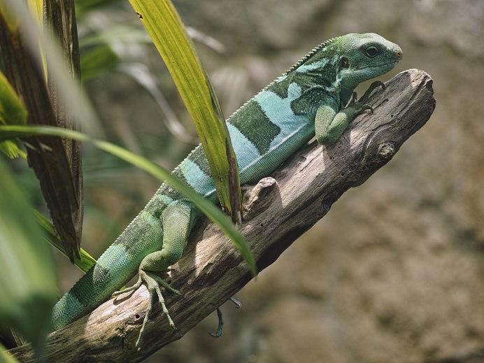 Iguana парк кант
